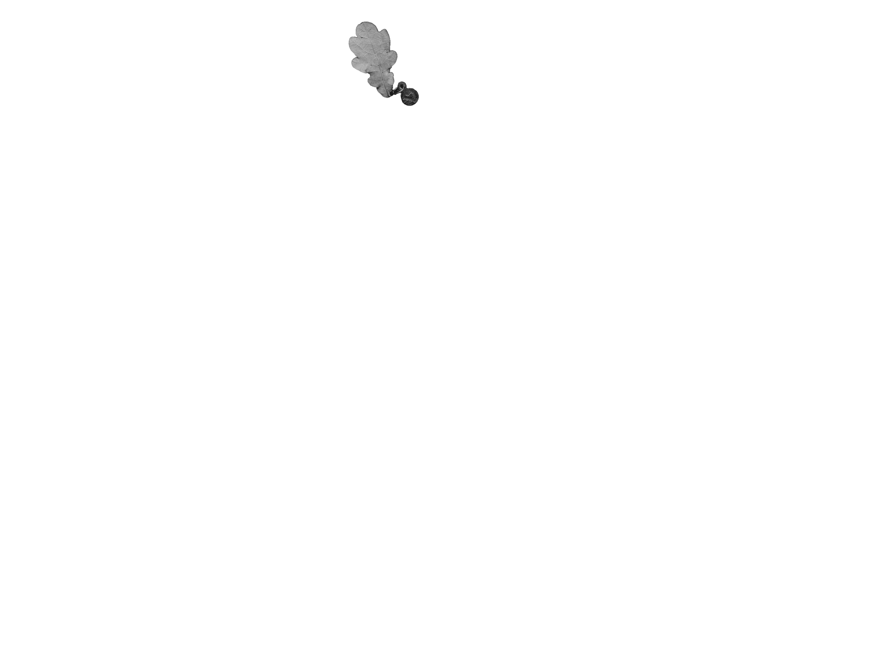 Scroll image 2